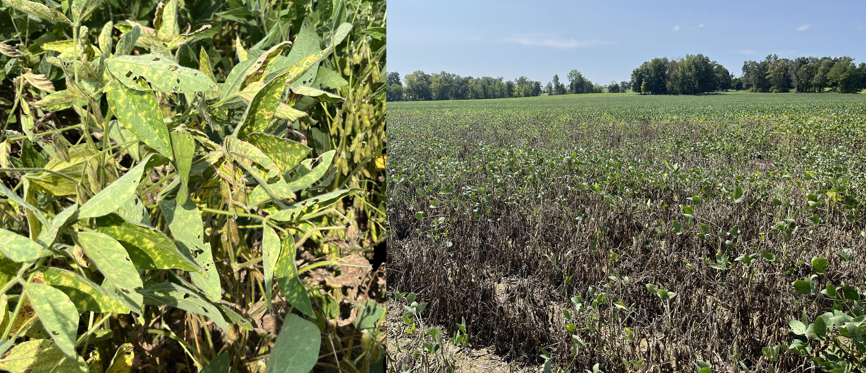 A diseased soybean field and a closeup of a diseased soybean plant.